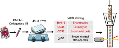 Identification and Isolation of Cardiac Fibroblasts From the Adult Mouse Heart Using Two-Color Flow Cytometry